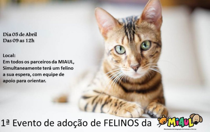 Adoção de felinos