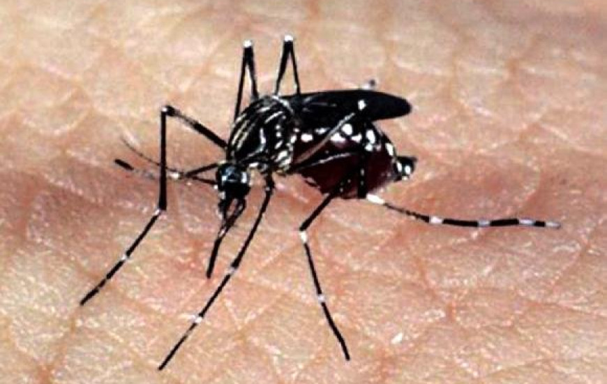 Aedes aegypti é o transmissor da doença