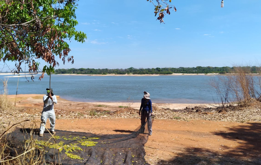 Ruraltins coleta mais de 20 mil sementes na região da Ilha do Bananal 