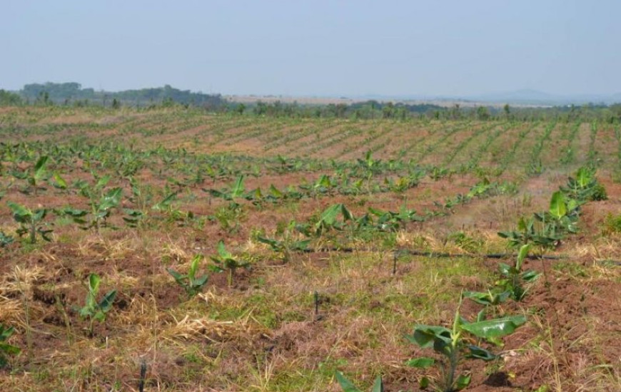 Ao todo serão 38 lotes para pequenos produtores