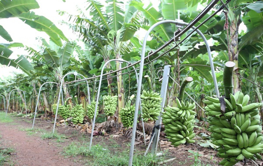 Cerca de 350 toneladas de bananas são colhidas por mês 