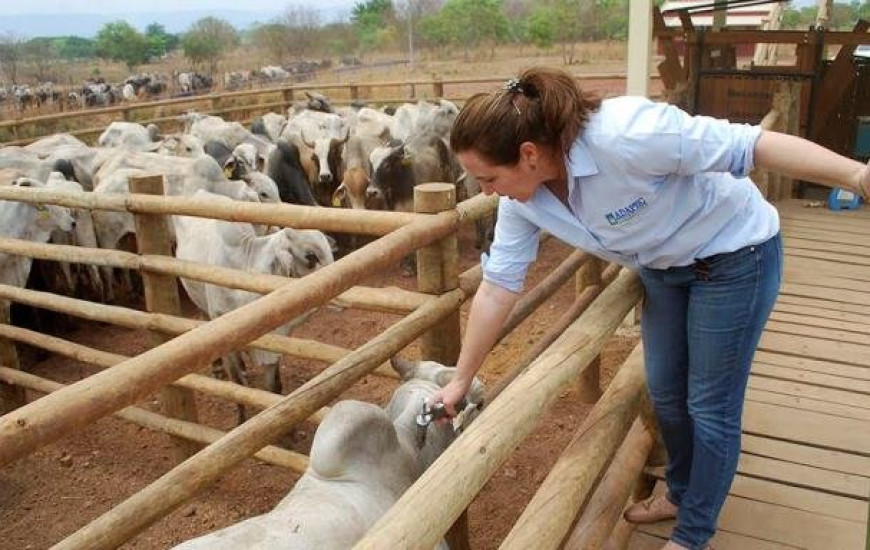 Segunda etapa de campanha contra aftosa é lançada