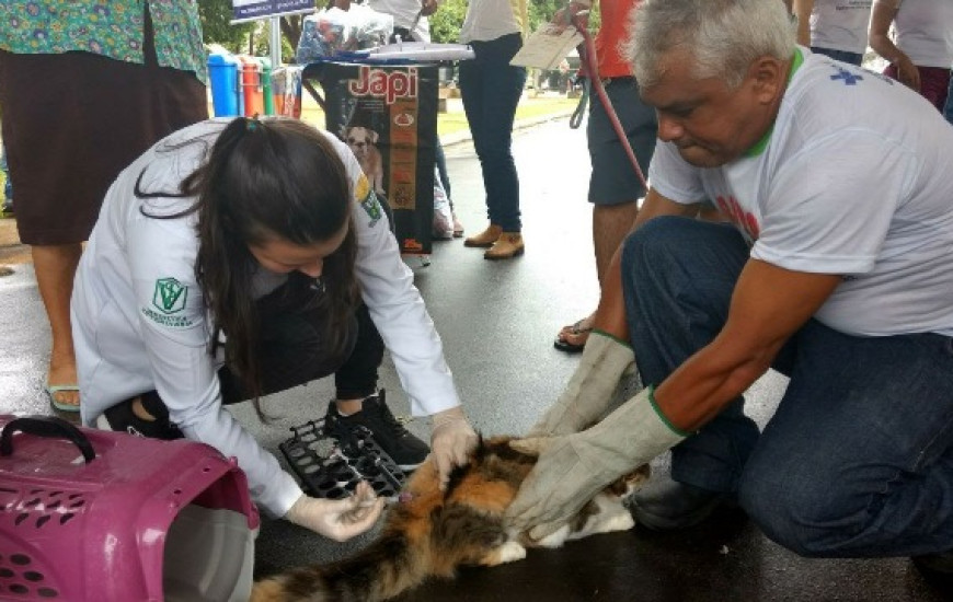 Vacinação de cães e gatos continua em Araguaína