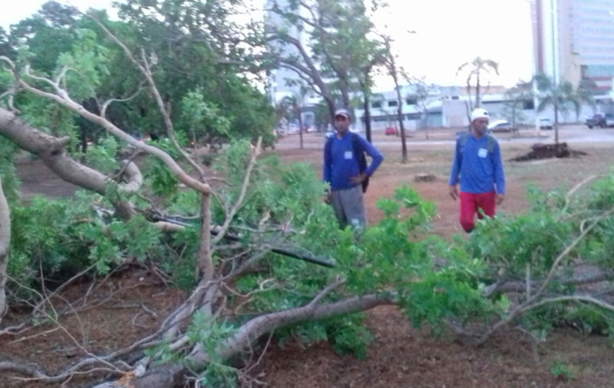 Ventos fortes derrubaram árvores em Palmas