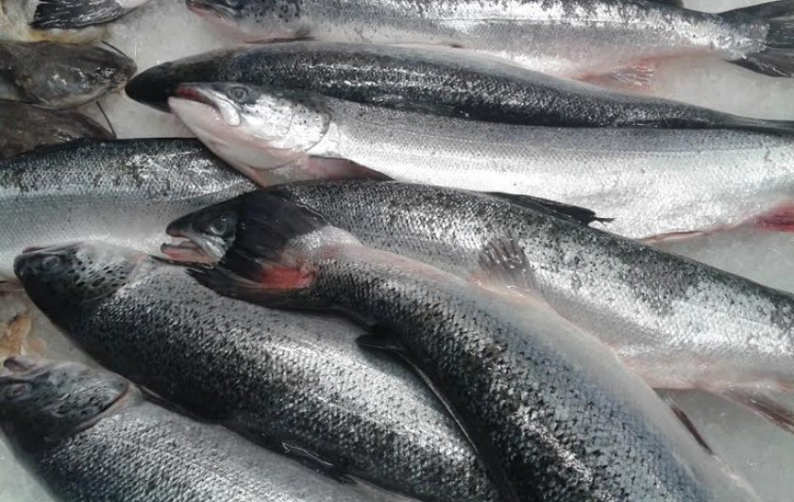Procon lista pesquisa de preços de pescado