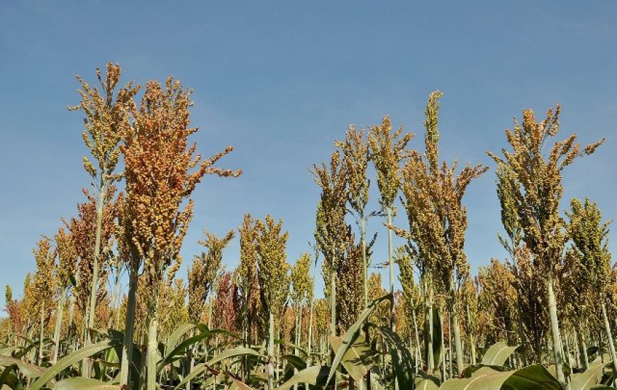 Sorgo