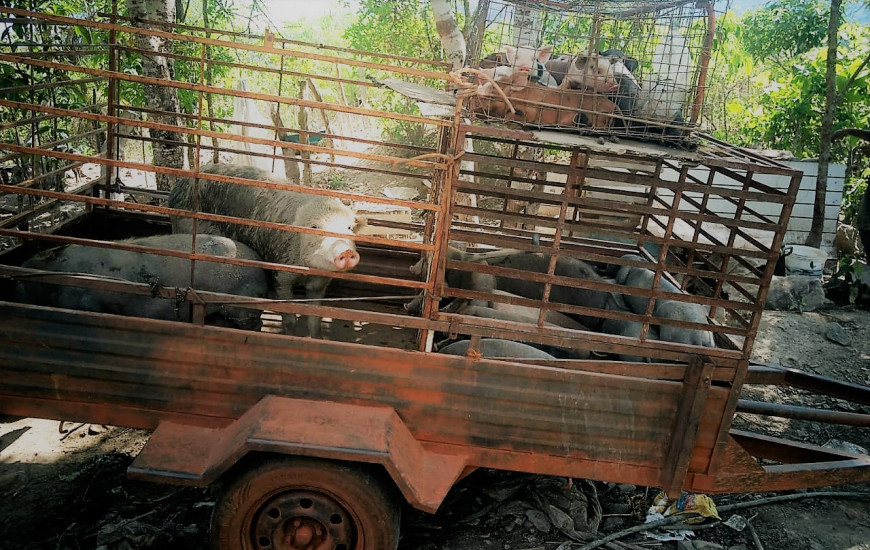Porcos eram transportados de maneira inadequada