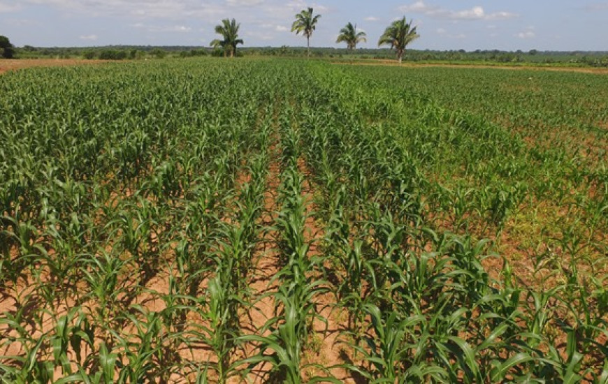 Agricultores familiares de Araguaína serão beneficiados com sementes