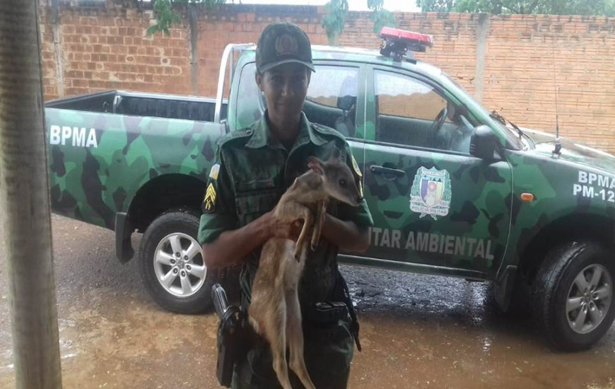 O animal silvestre foi encaminhado ao CETAS de Palmas onde receberá cuidados.