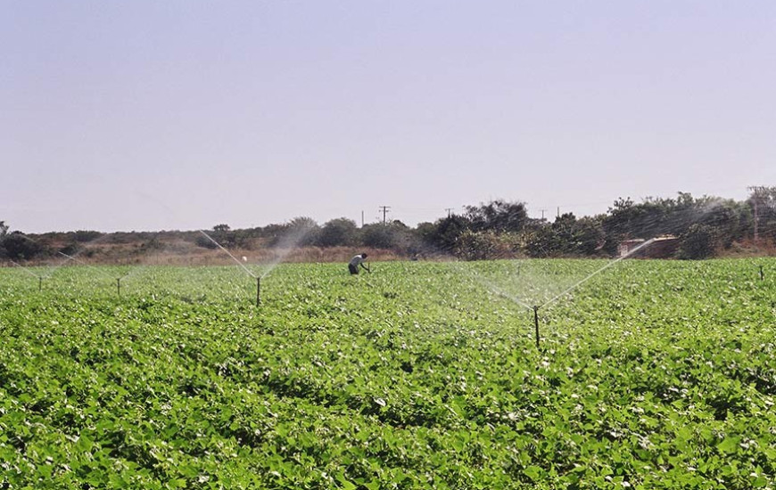 Agricultura irrigada em projeto da Codevasf em Minas Gerais.