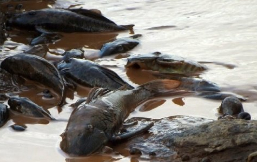 Peixes mortos são recolhidos de lama