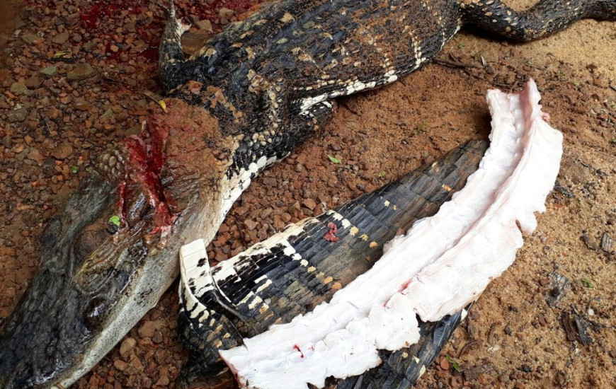 Animal foi abatido por pescador no Parque Estadual do Cantão