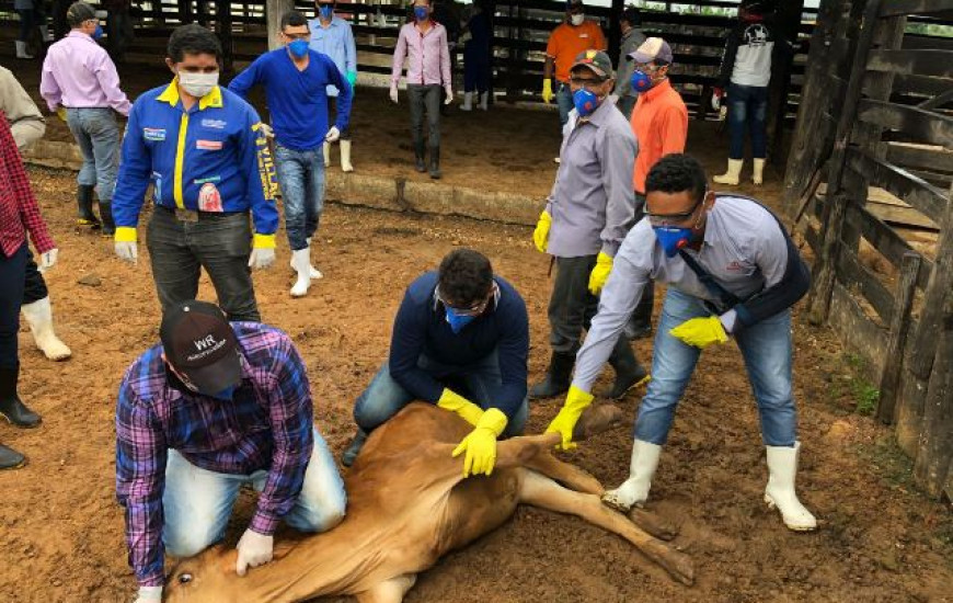 Alunos são capacitados quanto à brucelose bovina