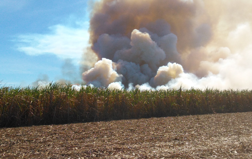  Fogo destruiu 118,98 hectares de um canavial