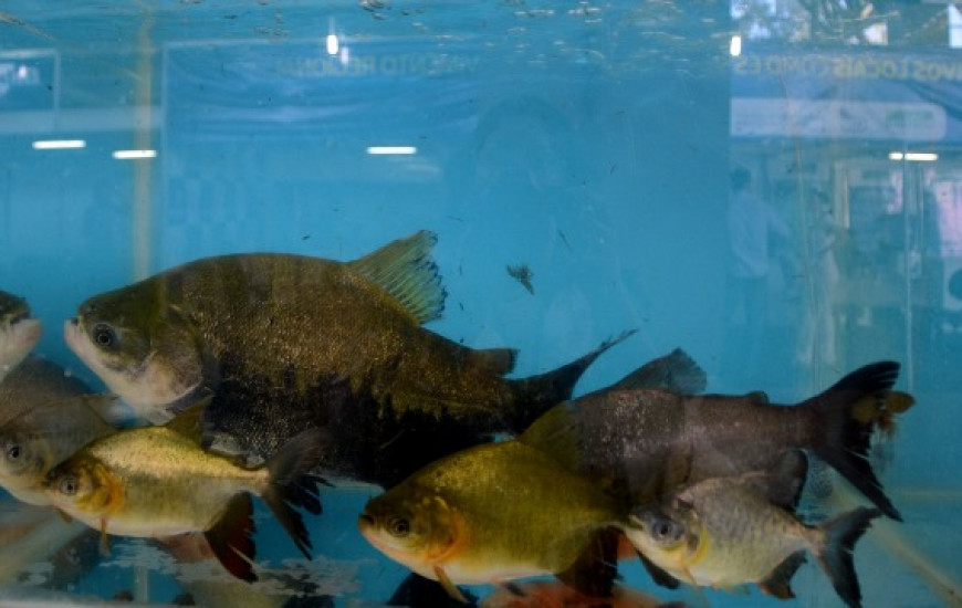 Palestra será ministrada pelo biólogo mestre em Aquicultura Renato Almeida 