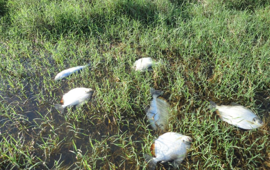 Peixes mortos no rio Tocantins