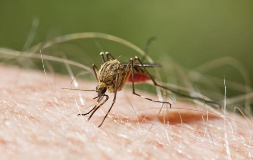 Este ano já são 13.990 casos de dengue