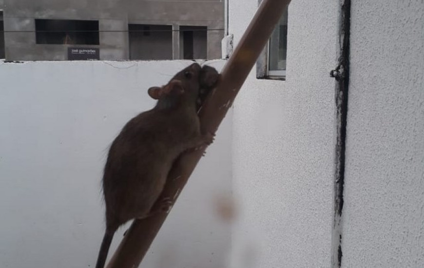 Rato é flagrado em área externa do Hospital de Araguaína