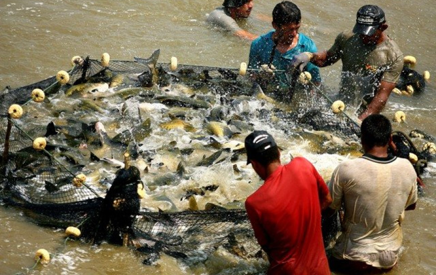 Aumenta todos os anos consumo de pescado no País