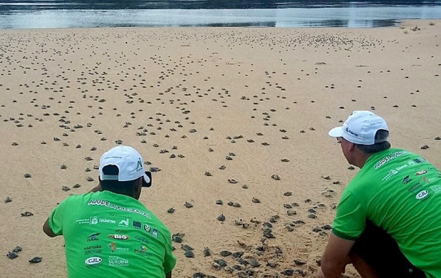 Até fevereiro de 2018, mais 10 mil quelônios serão soltos no Araguaia