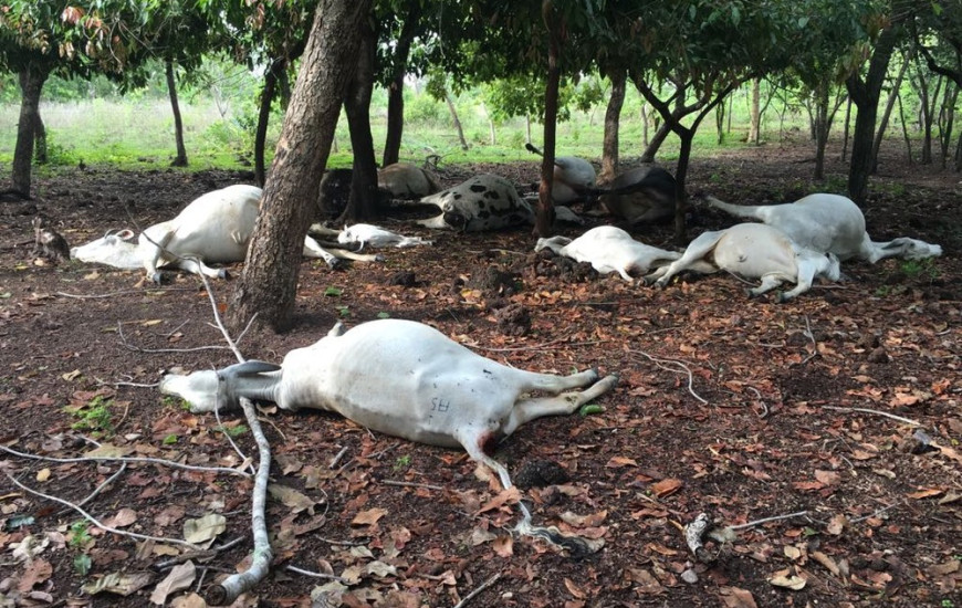 Os animais foram enterrados na quarta