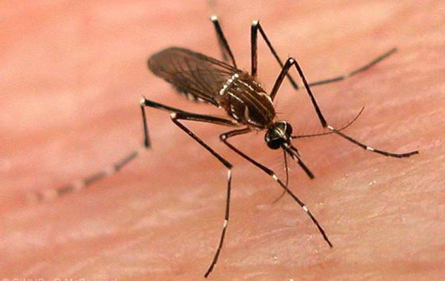 Vírus é transmitido pelo mosquito Aedes aegypti