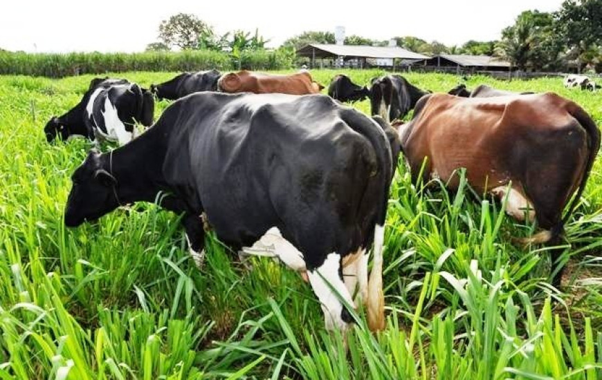 Maior oferte de pasto aumenta a produção de leite