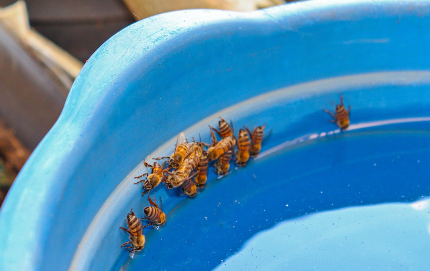 Em busca de água, abelhas encontram nas residências uma fonte segura