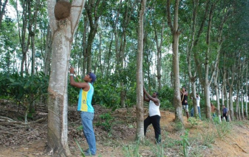 No Brasil, a seringueira é cultivada em 12 estados