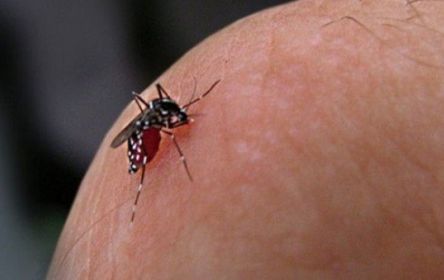 Ao todo foram 9.733 notificações de zika