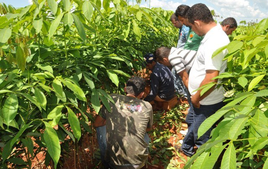 Viveiro de produção de mudas de seringueira