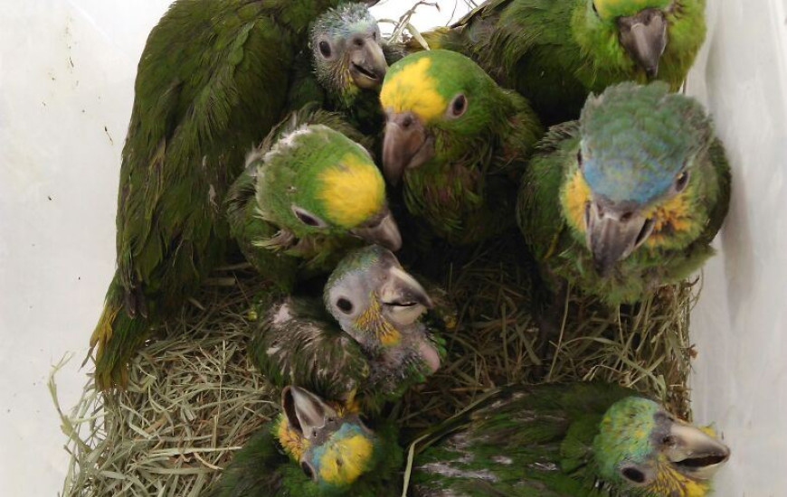 Aves serão repatriadas no Tocantins