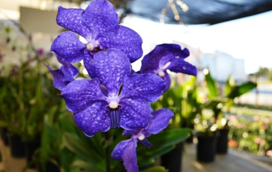 A Orquídea Vanda (foto) estará em exposição