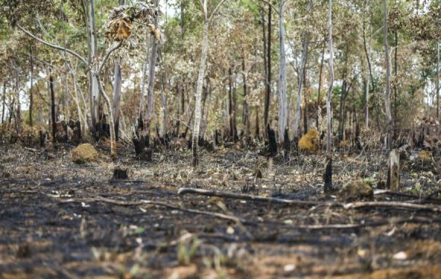 O acordo de pena alternativa pelo crime ambiental foi homologado dia 1º de março