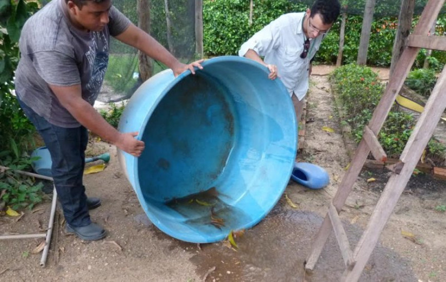 Vírus é transmitido pelo mosquito Aedes aegypti