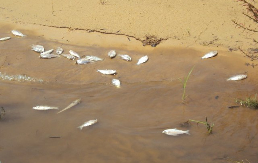 Peixes mortos estão sendo encontrados