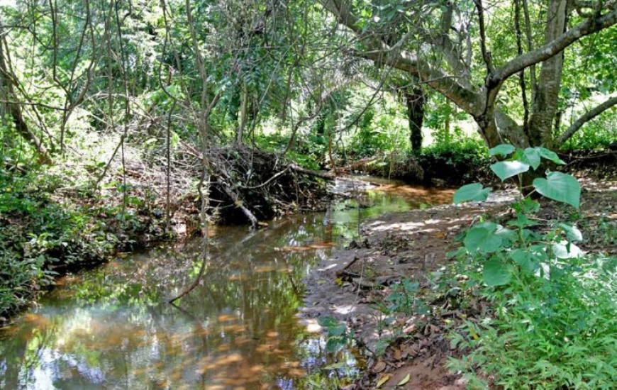 Nascentes de rios são recuperadas no Tocantins