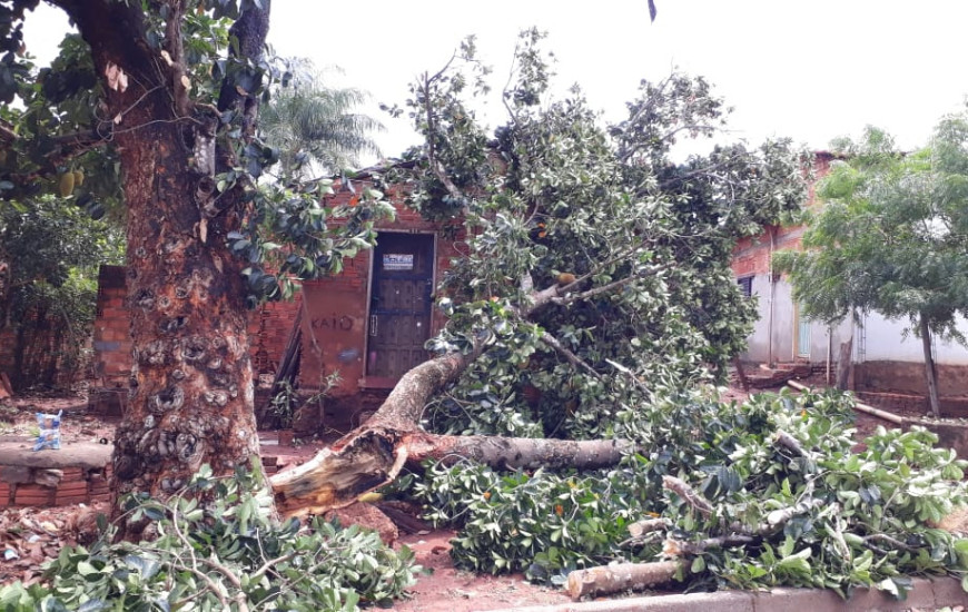 Árvore que caiu no Setor Vila Santiago e deixou moradores em alerta