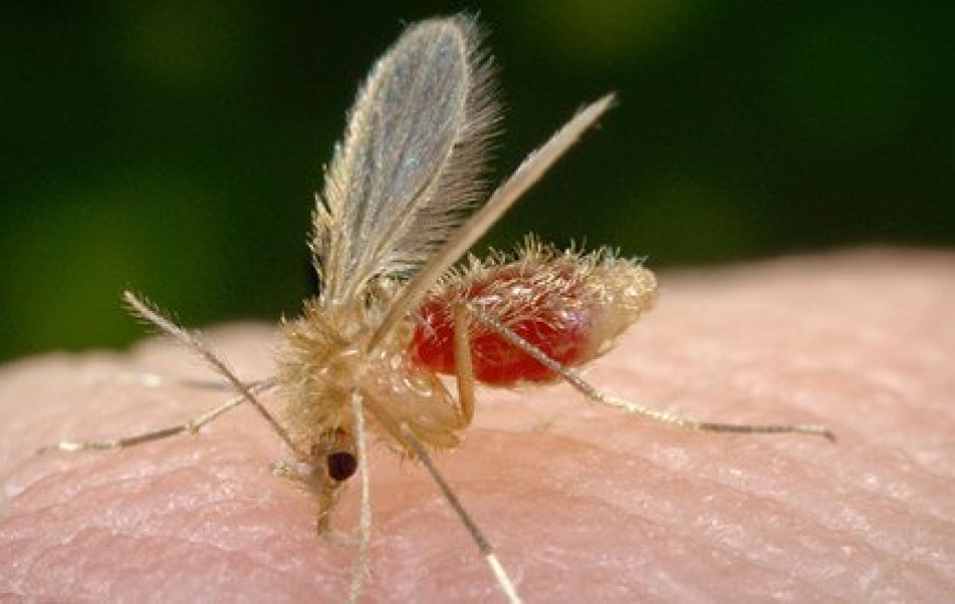 Mosquito palha é o vetor transmissor do calazar