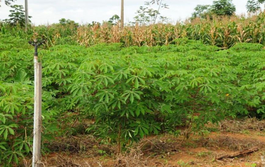 Dia de Campo apresenta cultivares de mandioca de alta produtividade