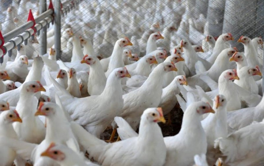 Faet alerta sobre influenza aviária