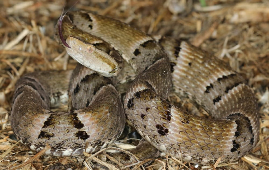 BPMA resgata serpente da espécie coral-falsa em área de mata.