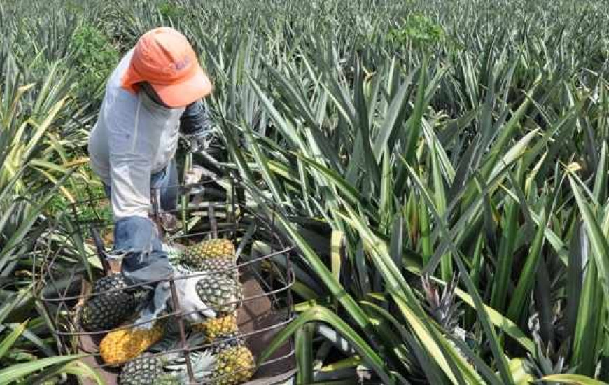 O abacaxi pode ser plantado em todo o Tocantins