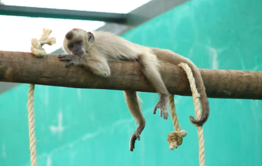 Primata em descanso no Centro de Fauna.