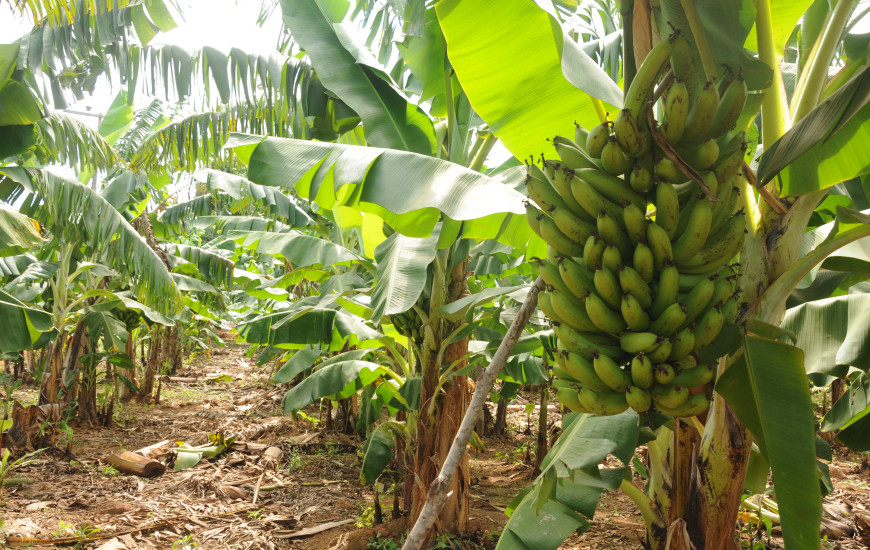 Seminário da Banana: boas práticas agrícolas na produção integrada de banana