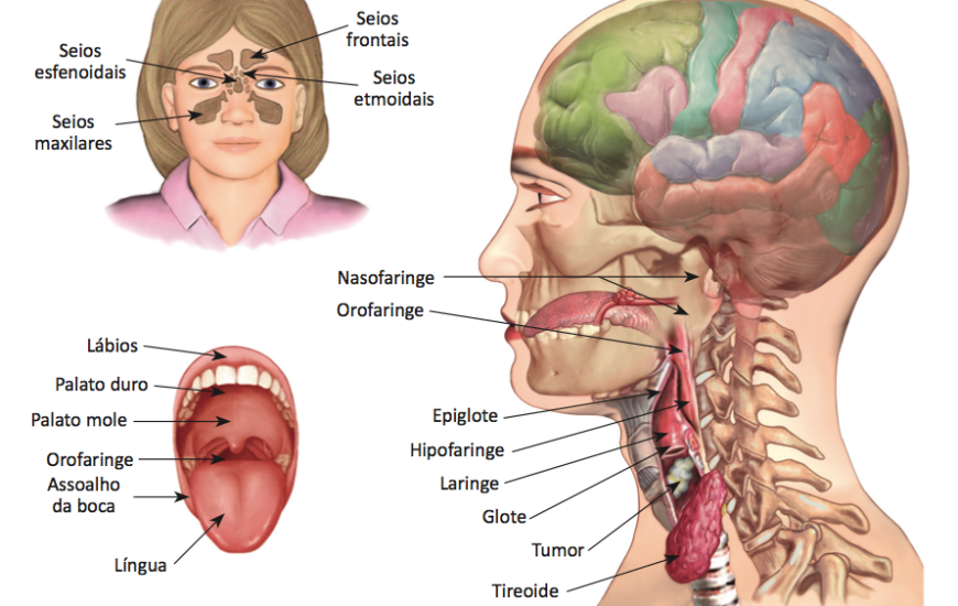 Regiões da face e garganta que podem ser atingidas com tumor