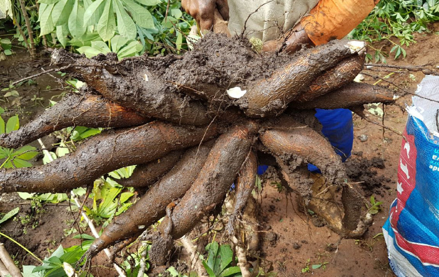 Mandiocas serão usadas na alimentação escolar