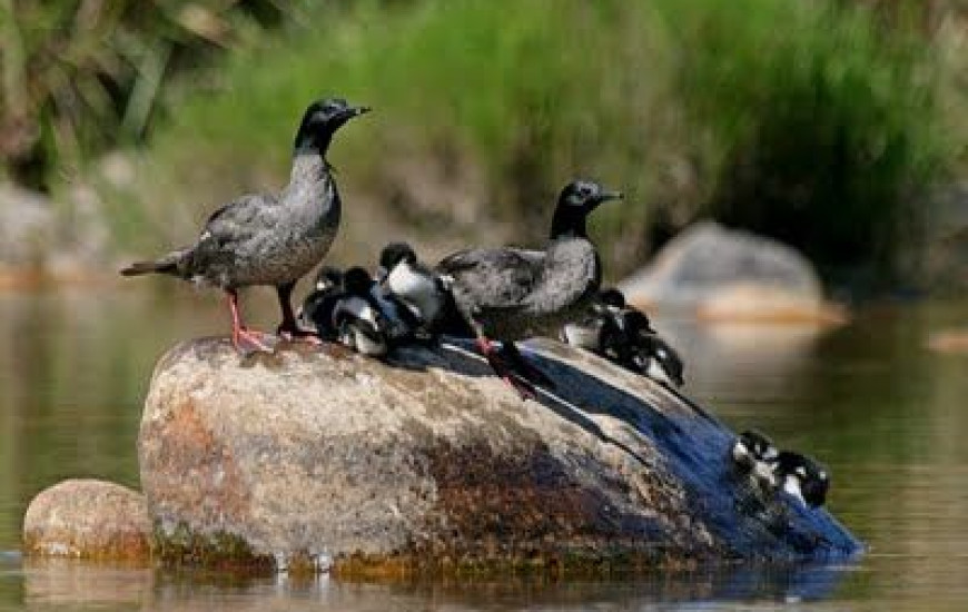 o pato mergulhão é uma das 10 aves mais ameaçadas de extinção no mundo 