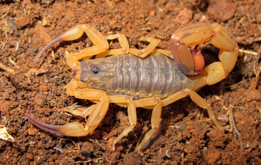 Escorpião-amarelo é considerado o mais perigosa da América do Sul