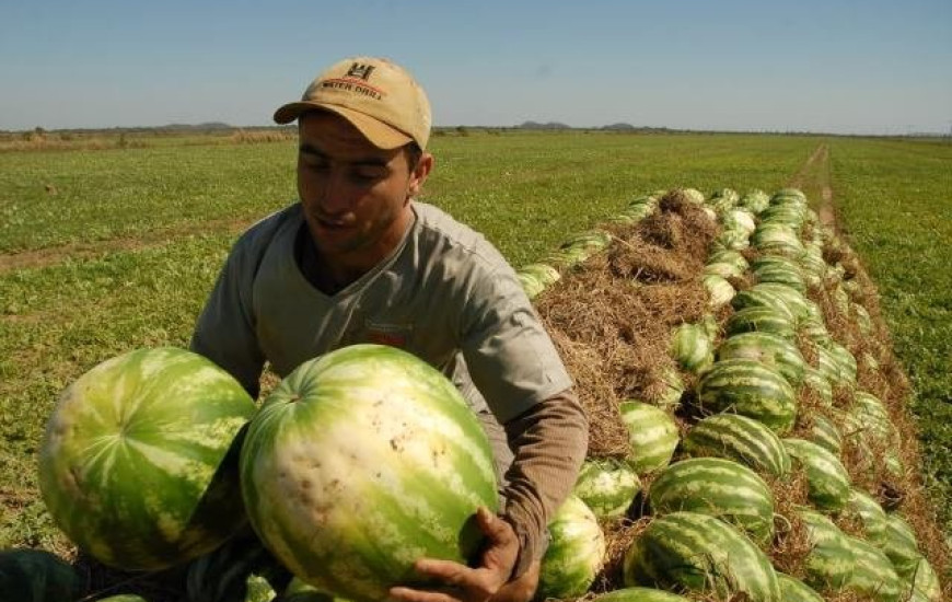 Produtores apostam no cultivo da melancia